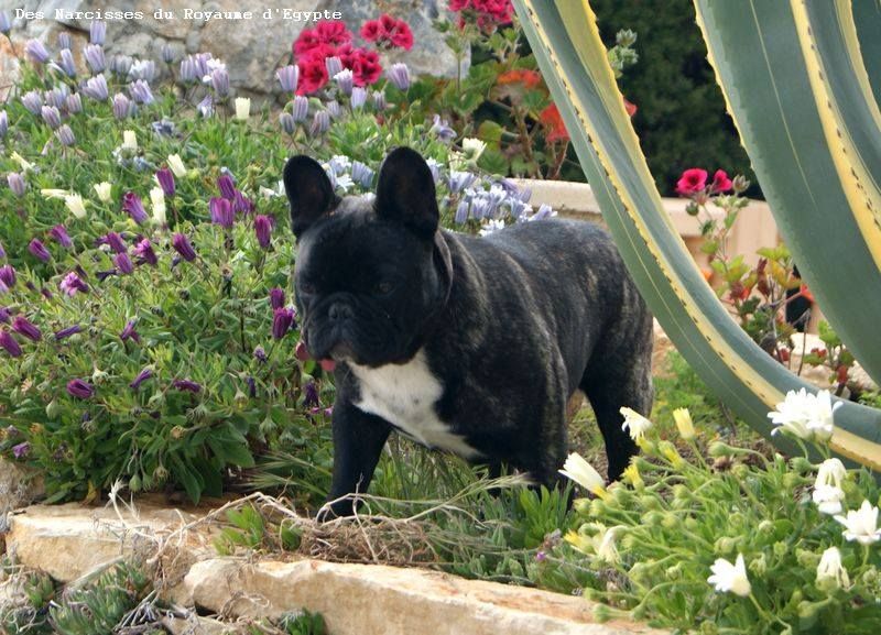 Les Bouledogue français de l'affixe Des Narcisses Du Royaume D'egypte