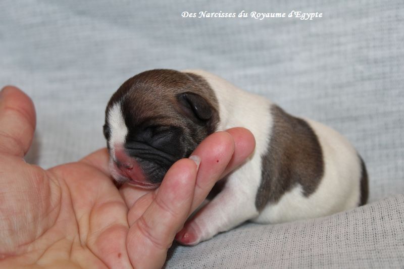 Des Narcisses Du Royaume D'egypte - Chiot disponible  - Bouledogue français