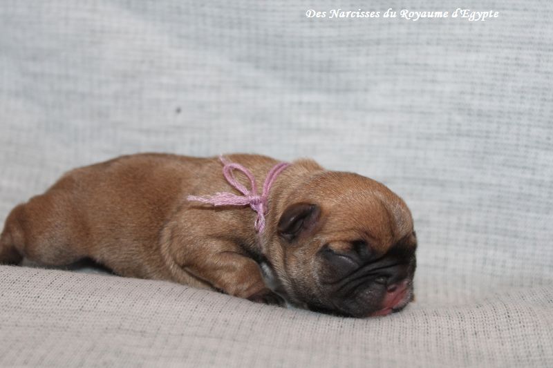 chiot Bouledogue français Des Narcisses Du Royaume D'egypte