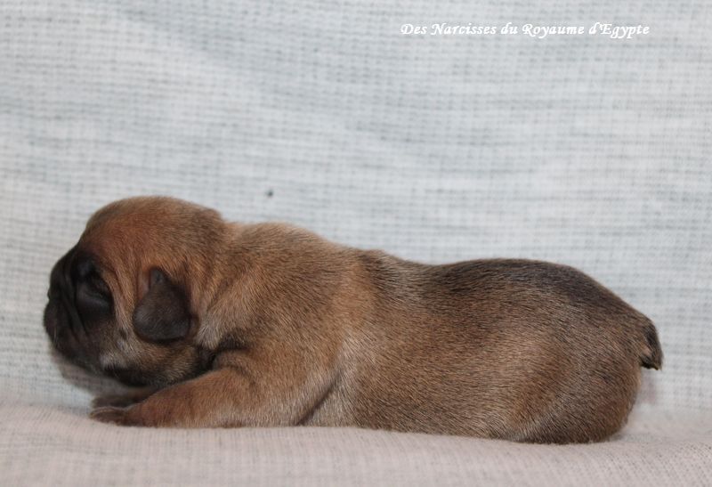 Des Narcisses Du Royaume D'egypte - Chiot disponible  - Bouledogue français