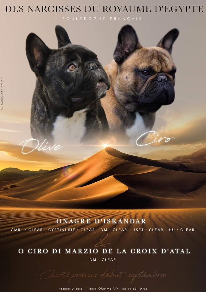 chiot Bouledogue français Des Narcisses Du Royaume D'egypte