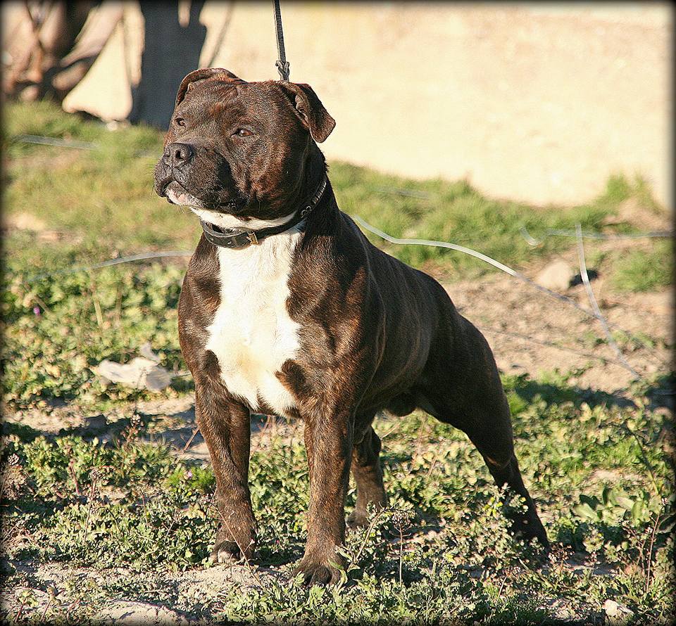 orosbroy Rooney coleman at vangerbull