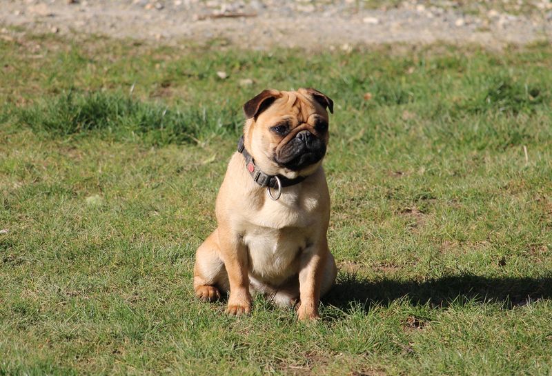 Uxie du Parc Des Carlinoux