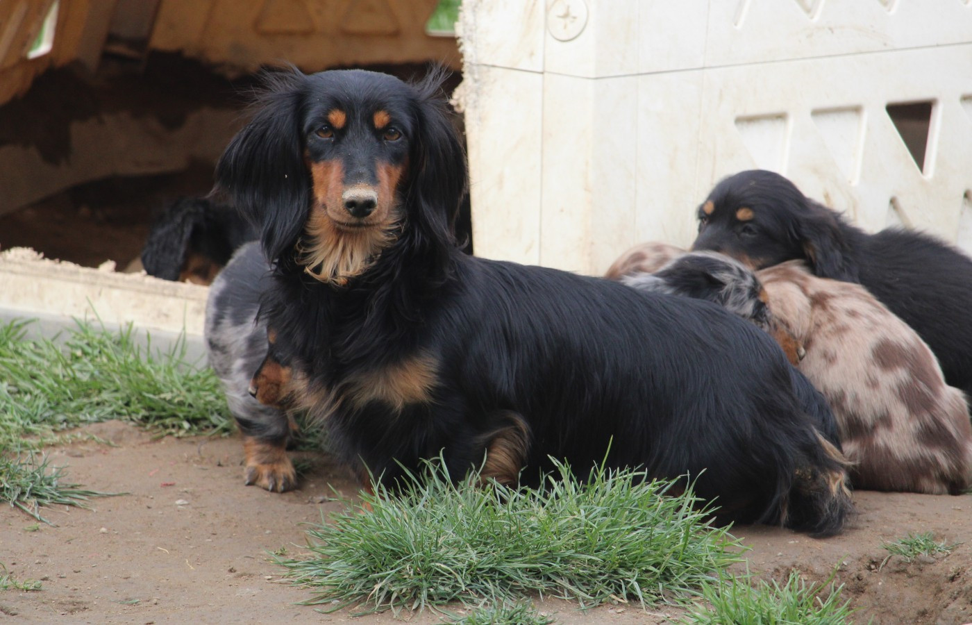 Tchikita Of Moonlight Blue