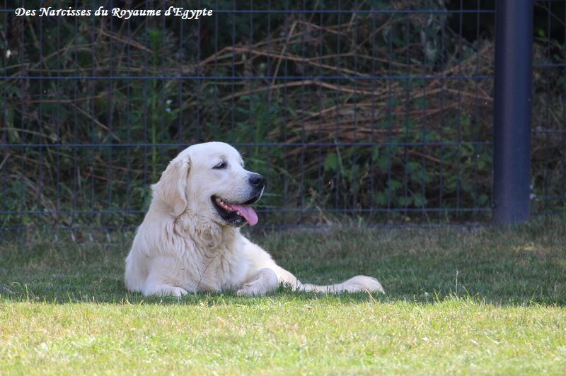 Very best friend Oppus Grande Golden