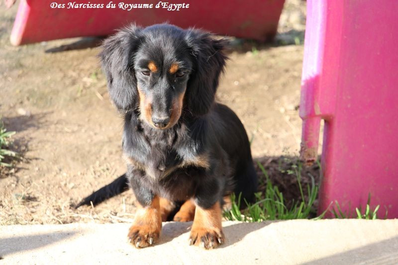 Another day in paradise Des Narcisses Du Royaume D'egypte