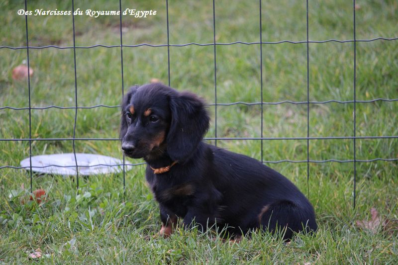 Another day in paradise Des Narcisses Du Royaume D'egypte