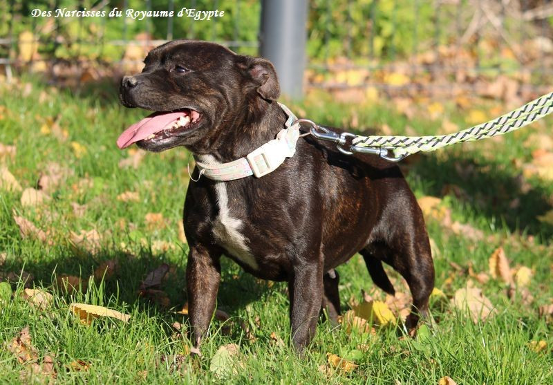 Ashbringer Stella night dream