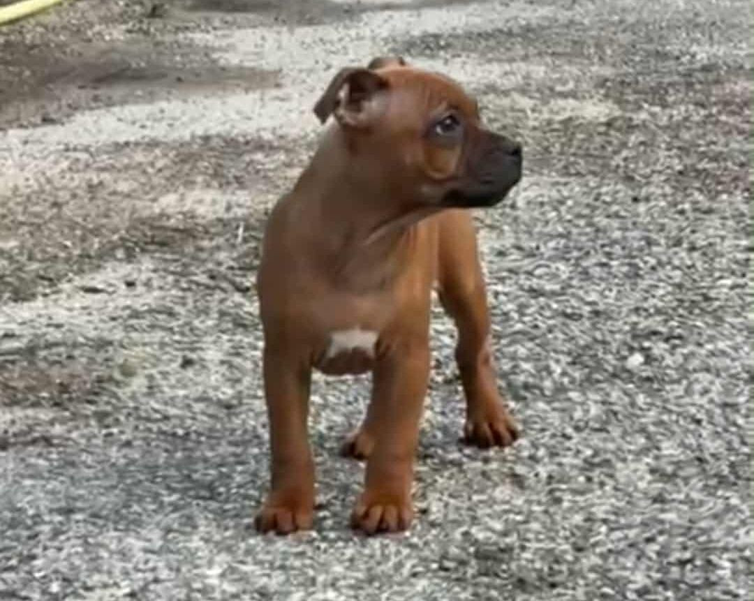 Ashbringer Atomic Bomb