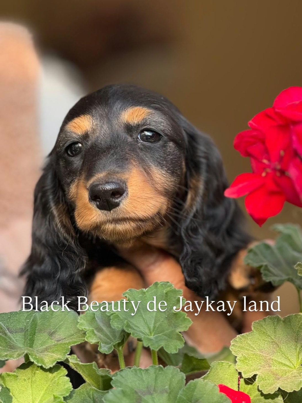 Black Beauty De Jaykay Land