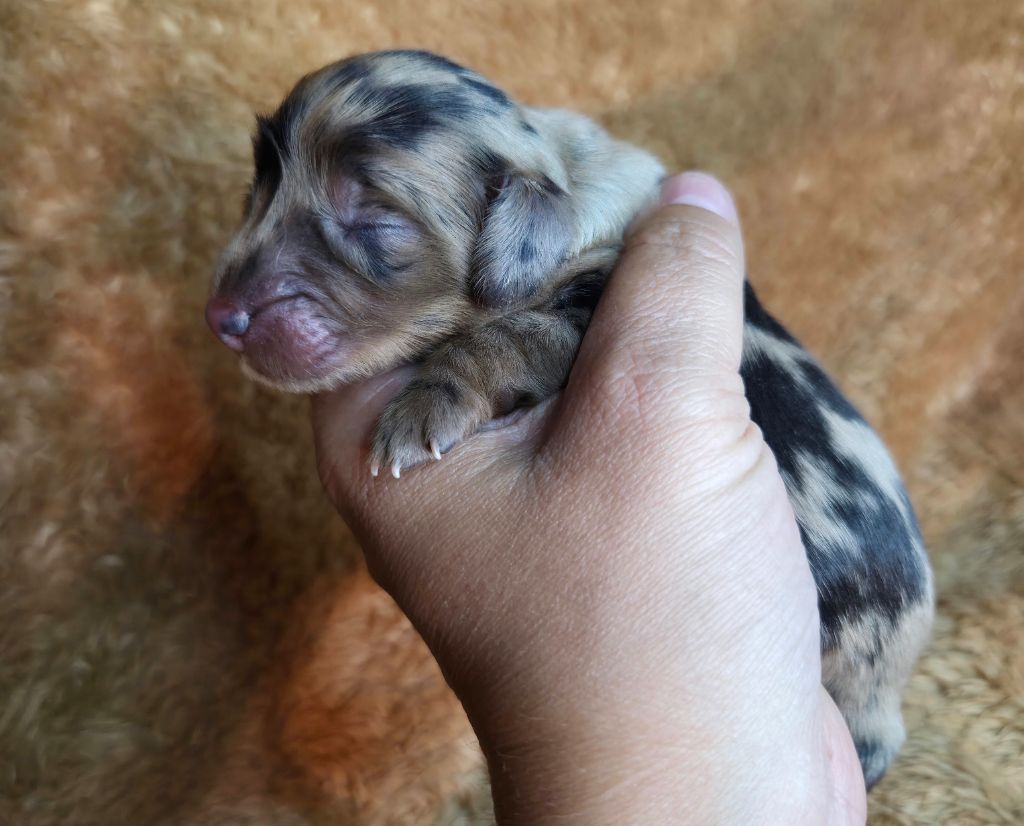 Des Narcisses Du Royaume D'egypte - Chiots disponibles - Teckel poil long