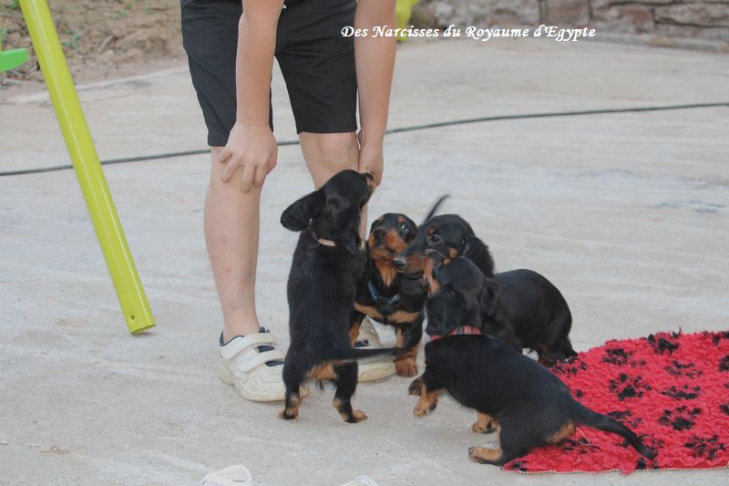 Chiot Teckel poil long Des Narcisses Du Royaume D'egypte