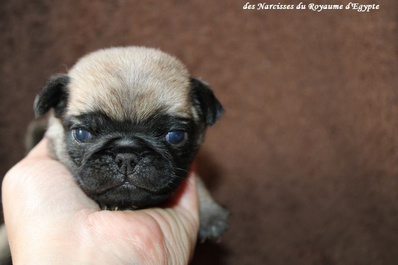 Des Narcisses Du Royaume D'egypte - Chiots disponibles - Carlin