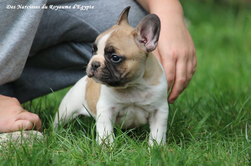 Des Narcisses Du Royaume D'egypte - Chiots disponibles - Bouledogue français