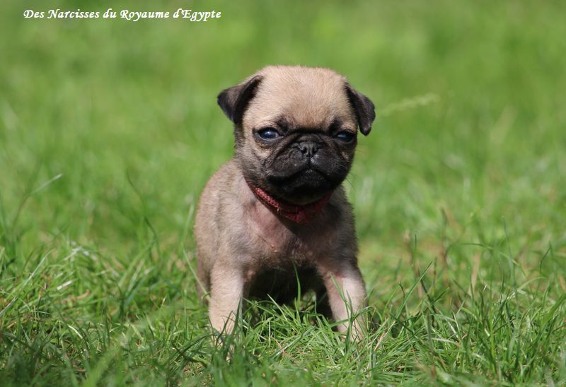 Des Narcisses Du Royaume D'egypte - Chiots disponibles - Carlin