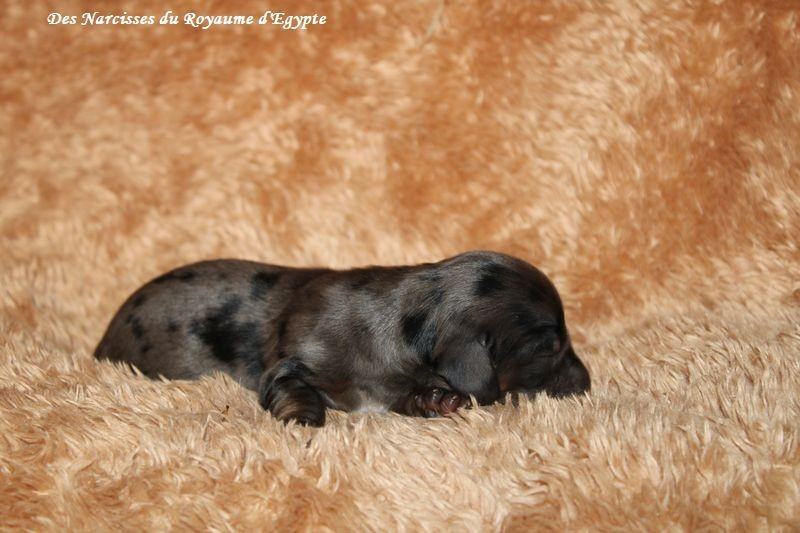 Des Narcisses Du Royaume D'egypte - Chiots disponibles - Teckel poil long