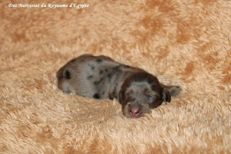 Chiot Teckel poil long Des Narcisses Du Royaume D'egypte