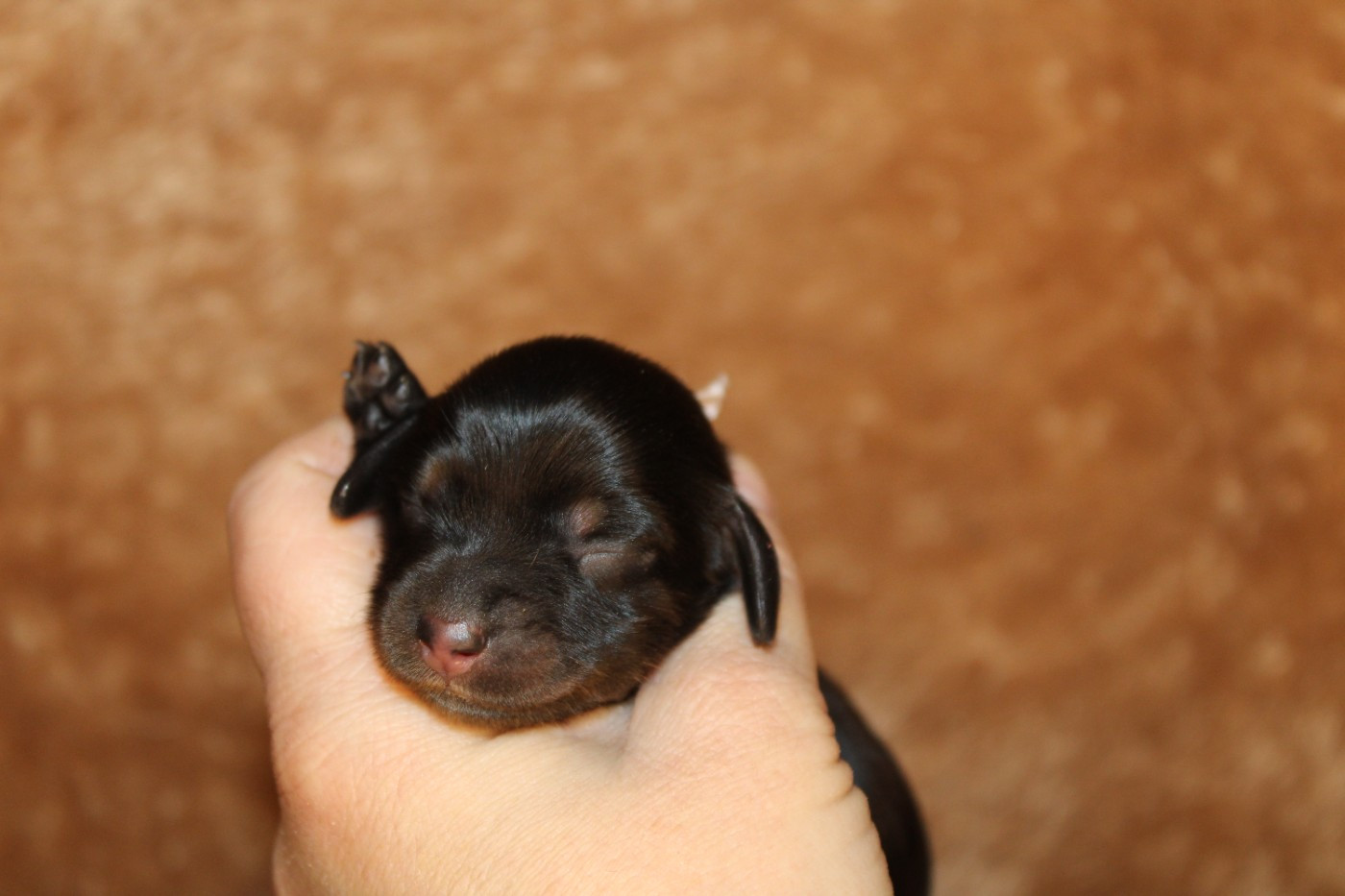 Des Narcisses Du Royaume D'egypte - Chiots disponibles - Teckel poil long