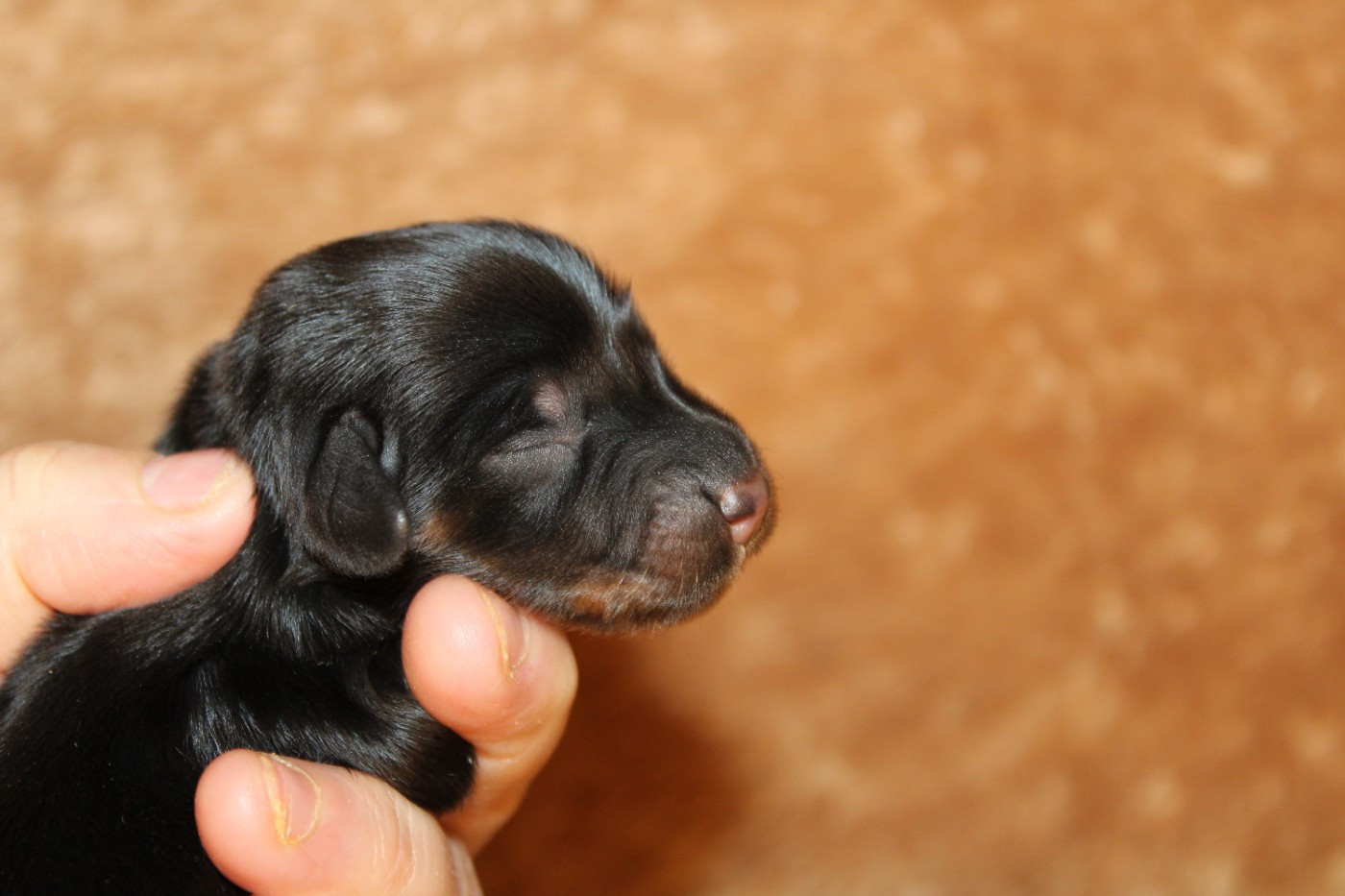 Des Narcisses Du Royaume D'egypte - Chiots disponibles - Teckel poil long