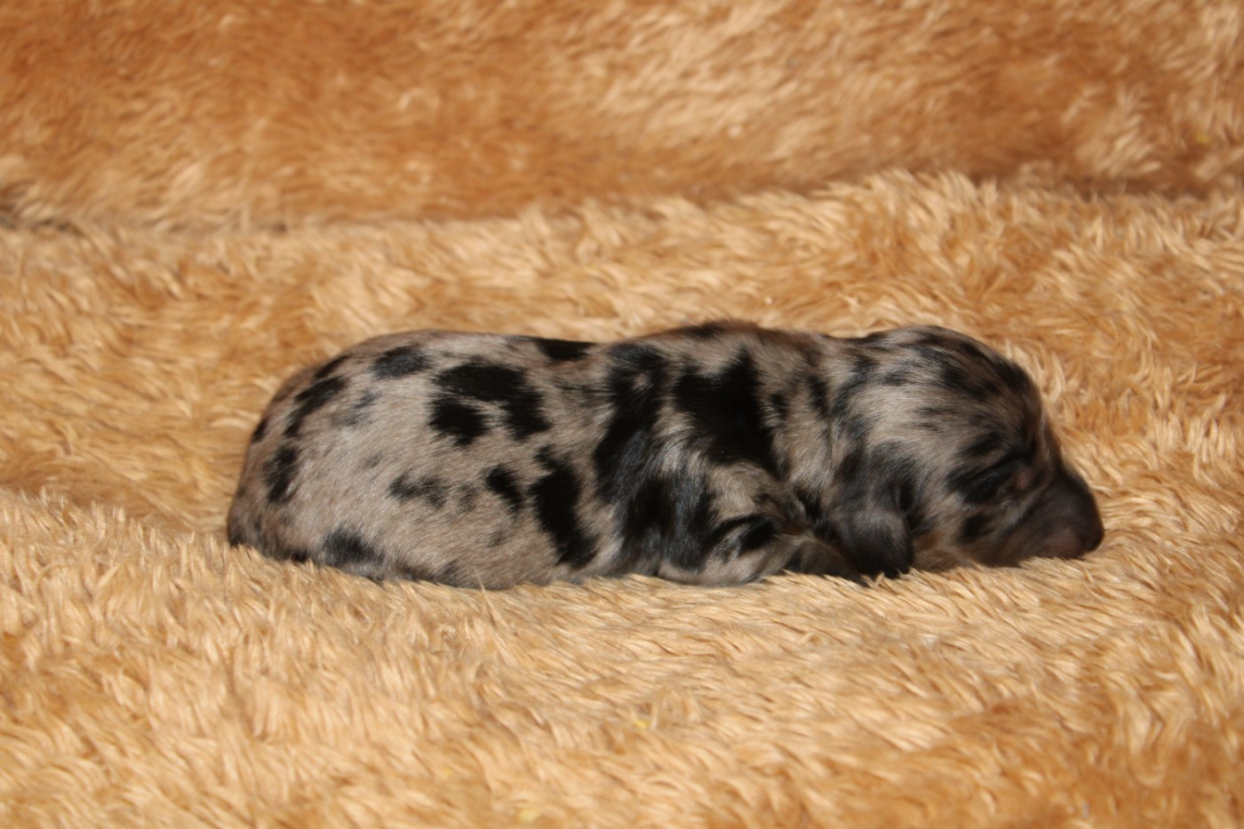 Des Narcisses Du Royaume D'egypte - Chiots disponibles - Teckel poil long