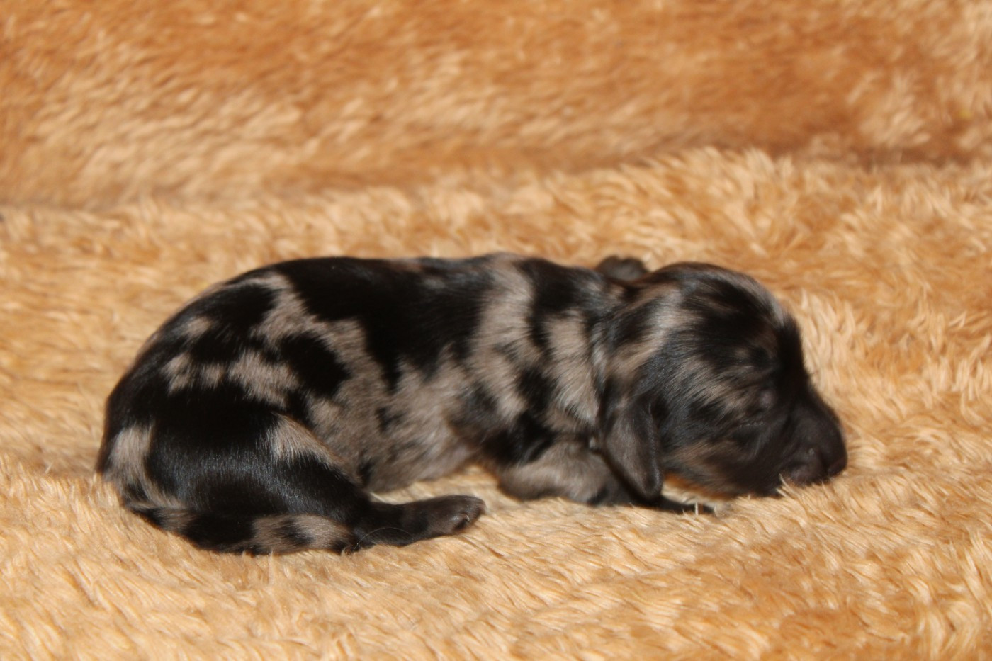 Des Narcisses Du Royaume D'egypte - Chiots disponibles - Teckel poil long