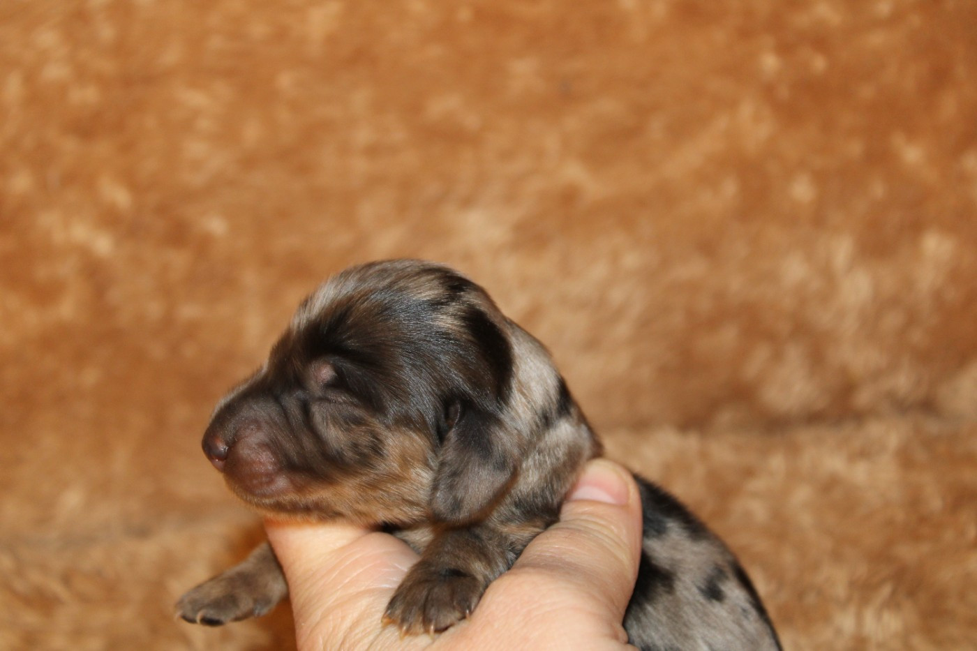 Des Narcisses Du Royaume D'egypte - Chiots disponibles - Teckel poil long