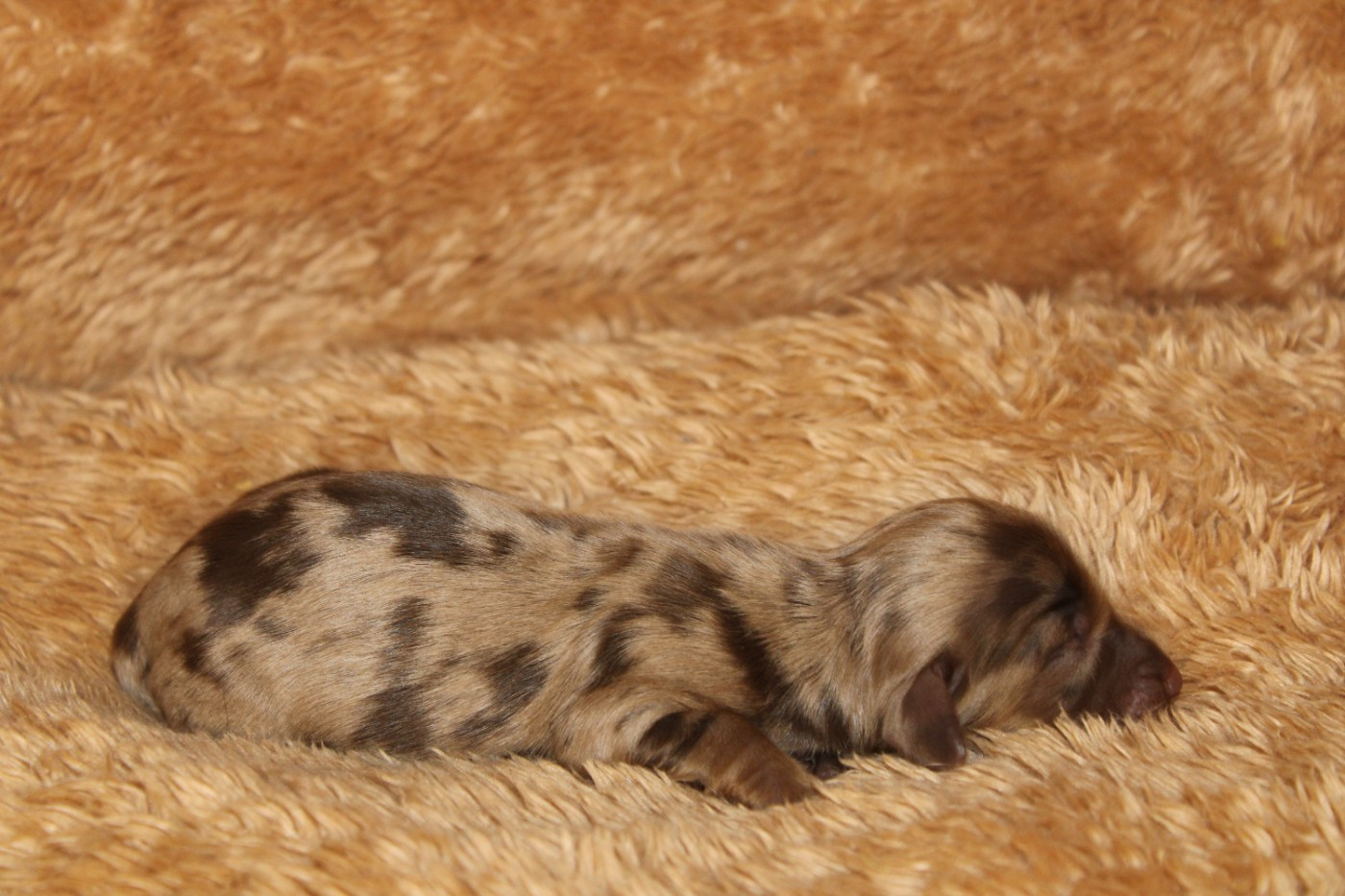 Des Narcisses Du Royaume D'egypte - Chiots disponibles - Teckel poil long