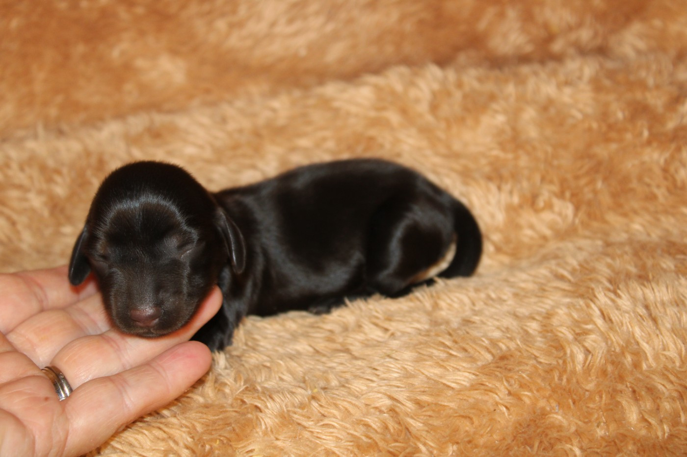 Des Narcisses Du Royaume D'egypte - Chiots disponibles - Teckel poil long