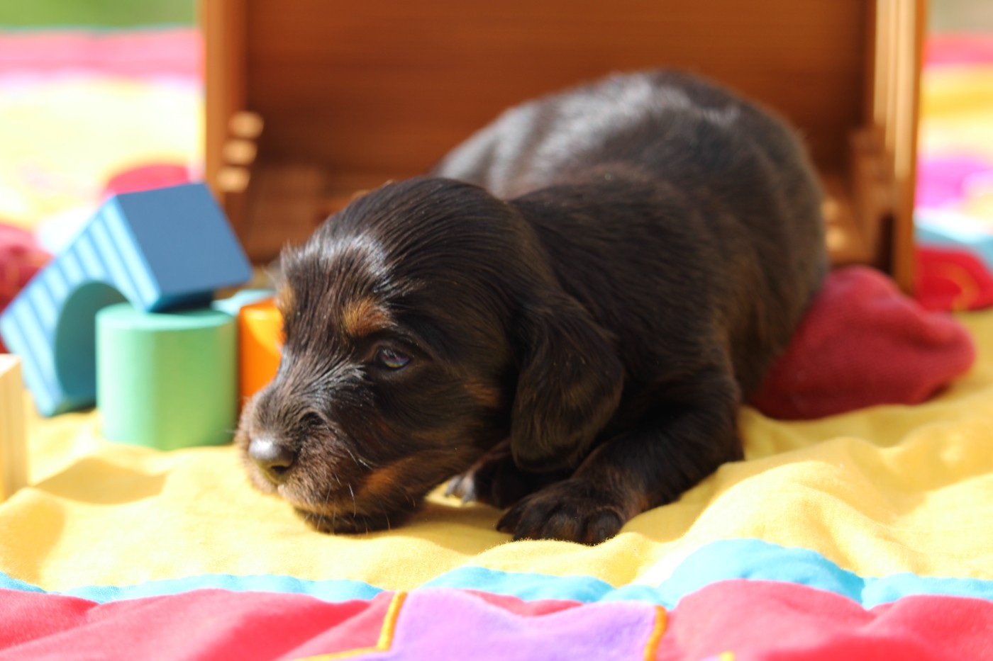 Des Narcisses Du Royaume D'egypte - Chiots disponibles - Teckel poil long