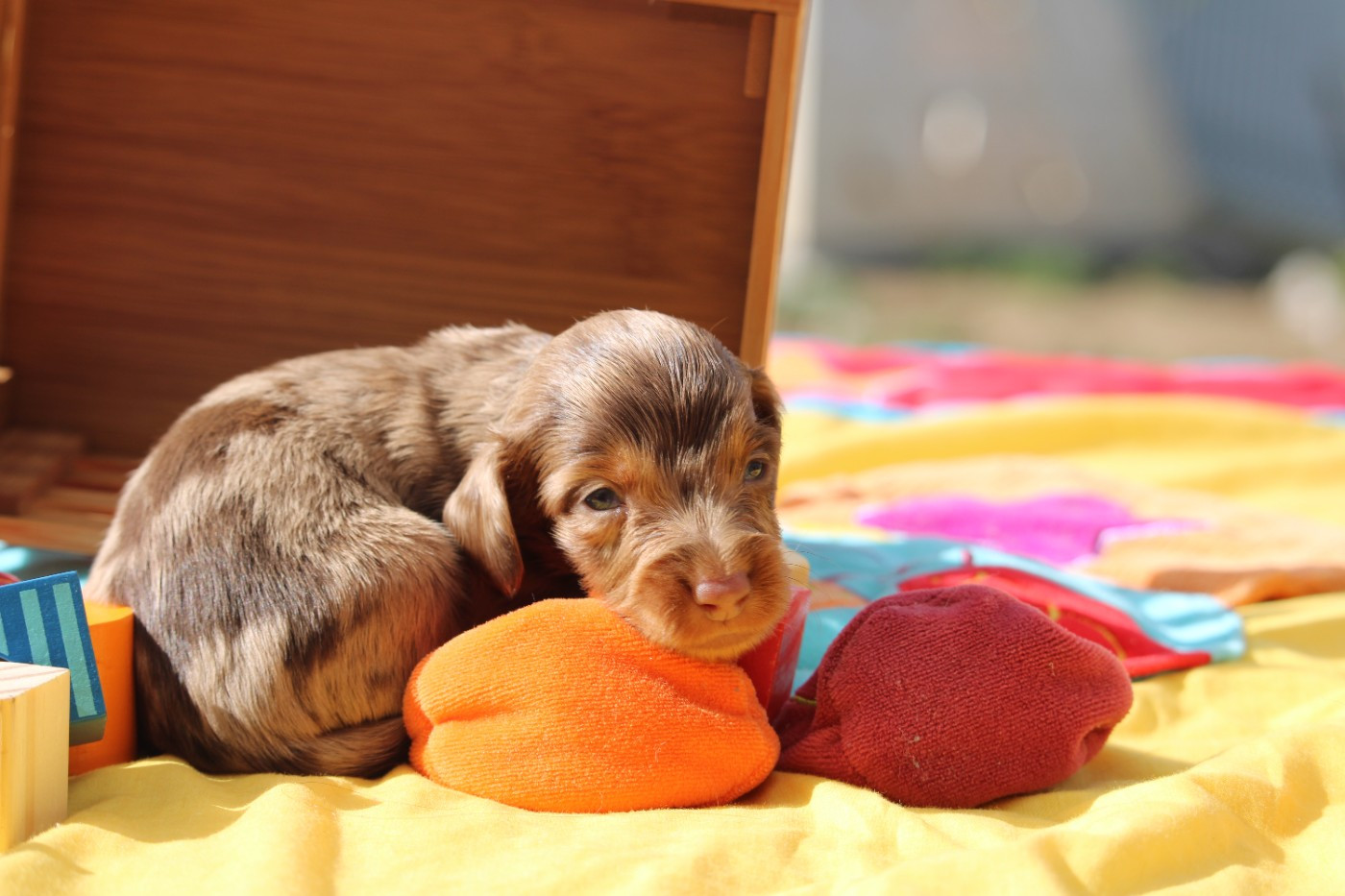 Des Narcisses Du Royaume D'egypte - Chiots disponibles - Teckel poil long