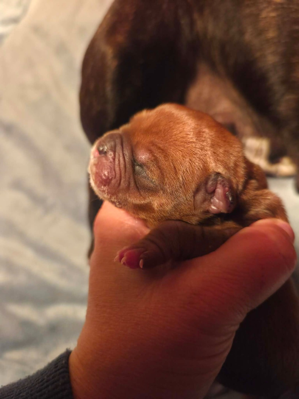 Des Narcisses Du Royaume D'egypte - Chiots disponibles - Staffordshire Bull Terrier