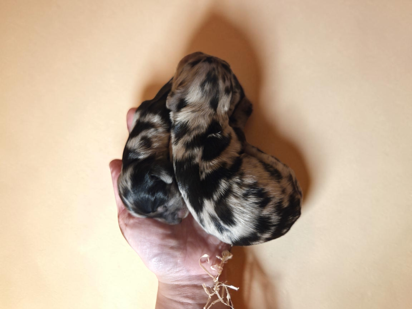 Chiot Teckel poil long Des Narcisses Du Royaume D'egypte