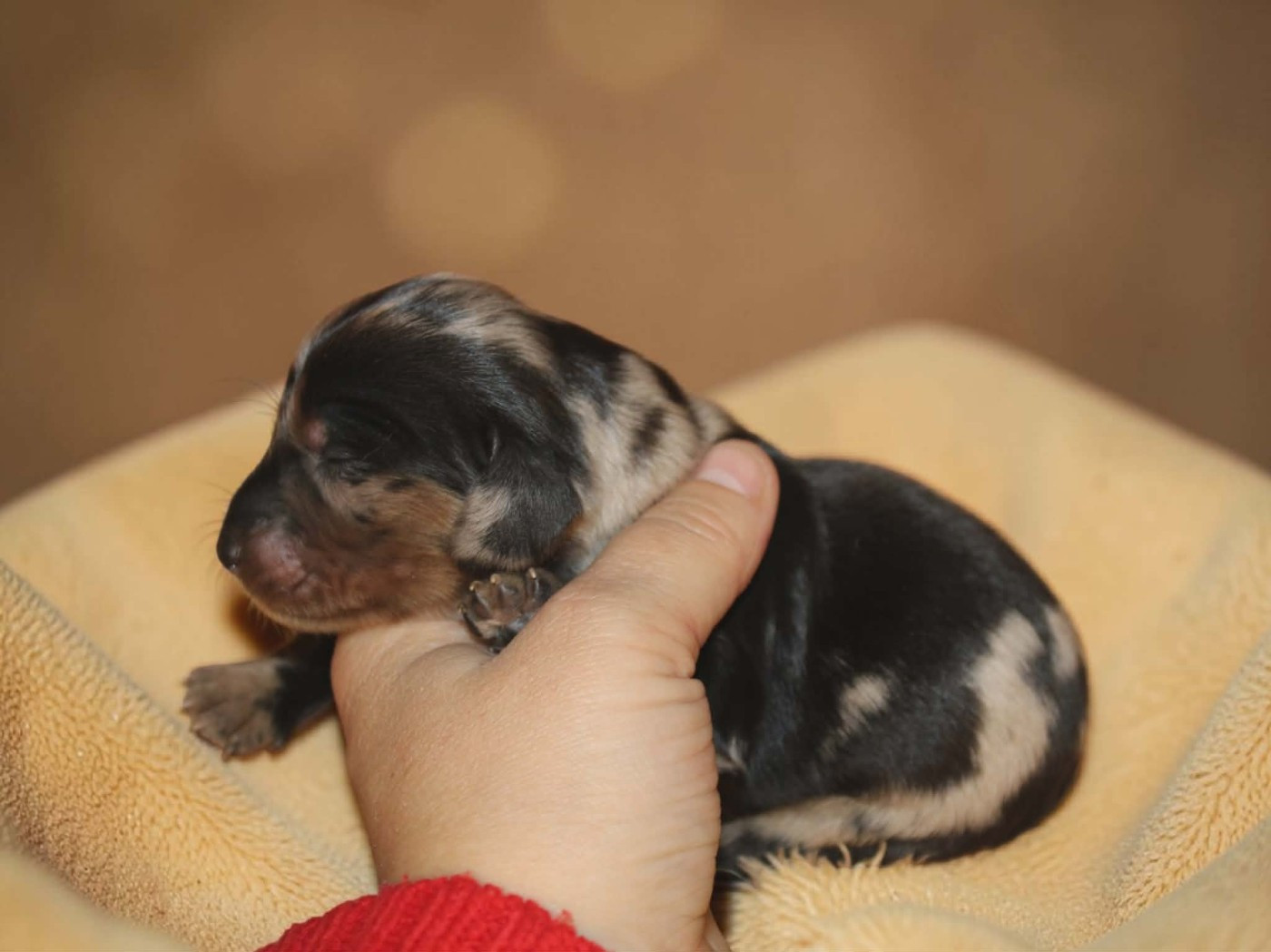 Des Narcisses Du Royaume D'egypte - Chiots disponibles - Teckel poil long