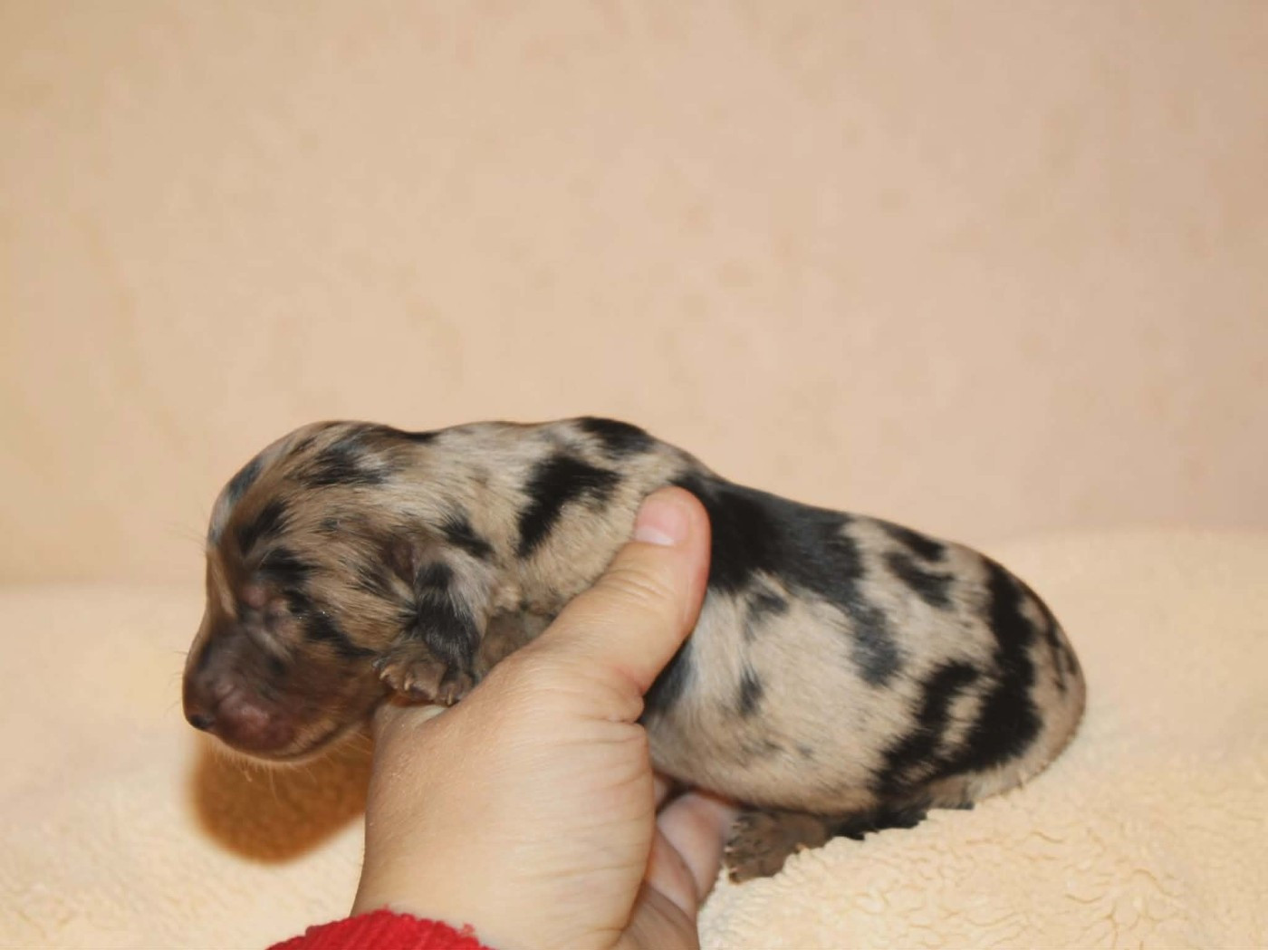 Des Narcisses Du Royaume D'egypte - Chiots disponibles - Teckel poil long