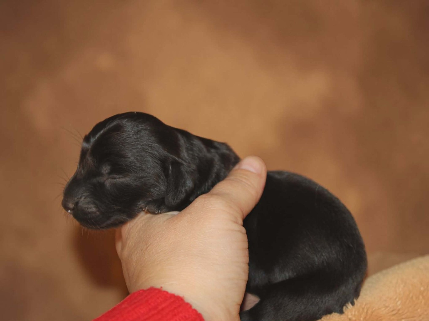 Des Narcisses Du Royaume D'egypte - Chiots disponibles - Teckel poil long