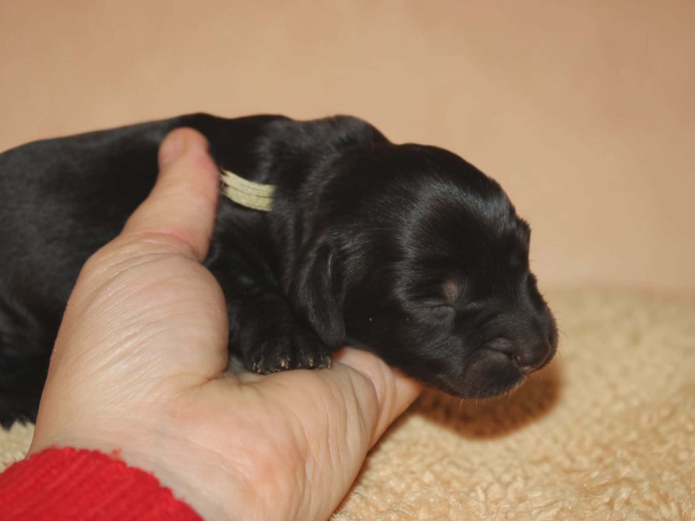 Des Narcisses Du Royaume D'egypte - Chiots disponibles - Teckel poil long