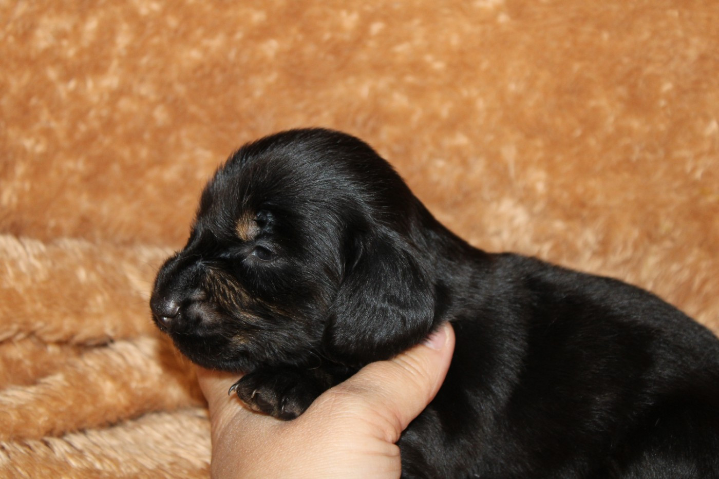 Des Narcisses Du Royaume D'egypte - Chiots disponibles - Teckel poil long