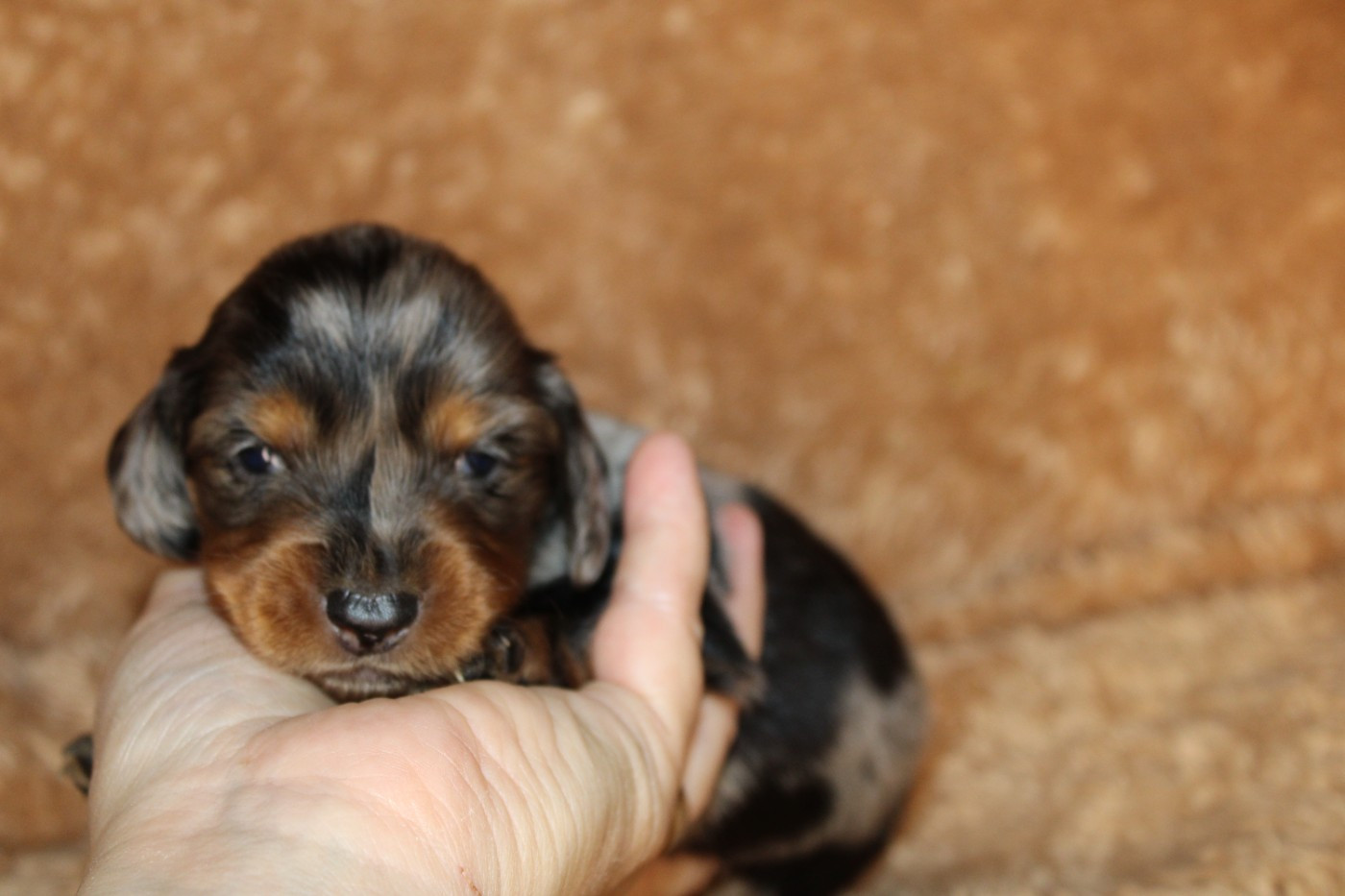 Des Narcisses Du Royaume D'egypte - Chiots disponibles - Teckel poil long