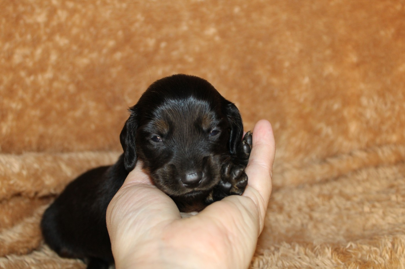 Des Narcisses Du Royaume D'egypte - Chiots disponibles - Teckel poil long