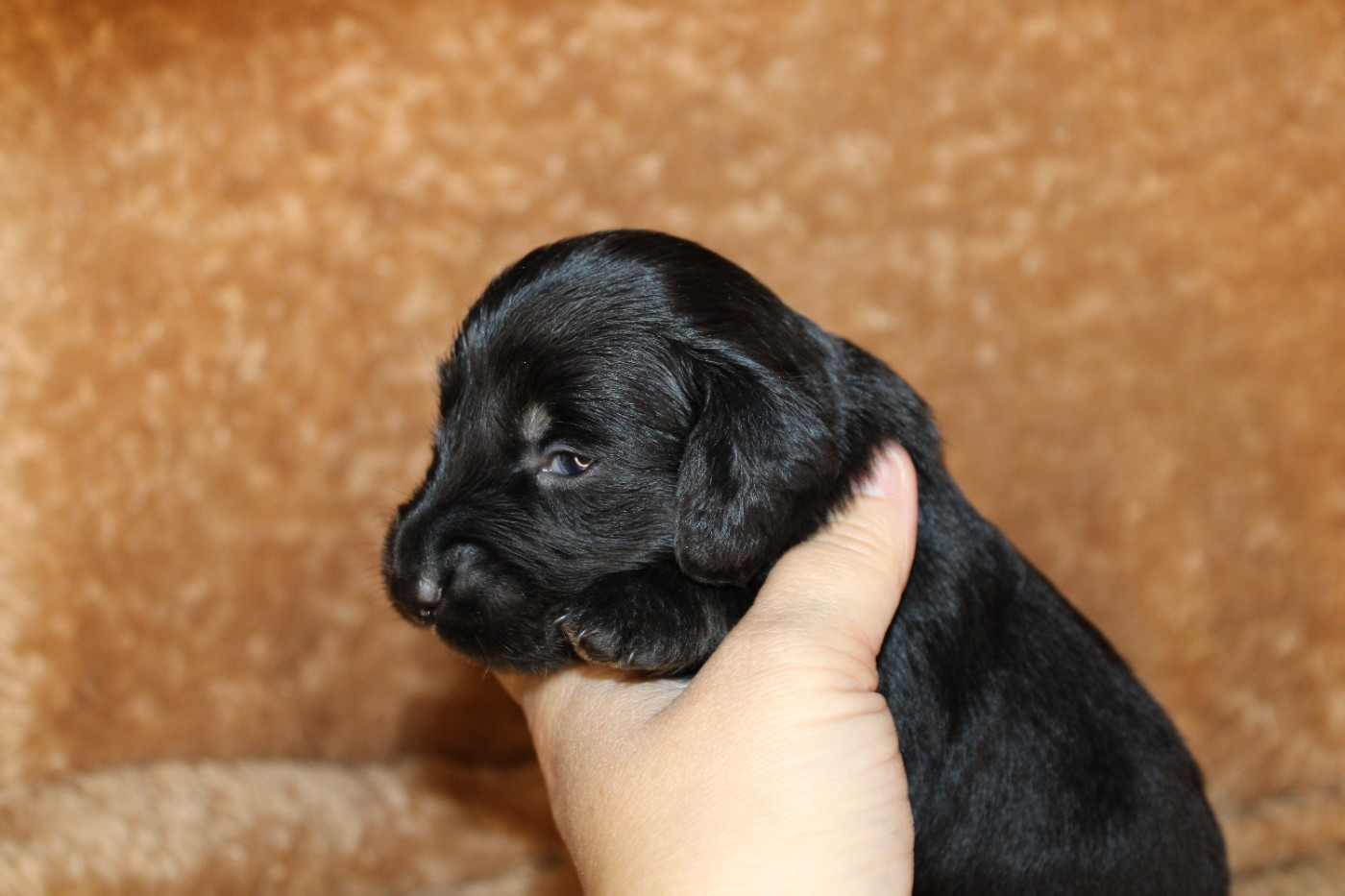 Des Narcisses Du Royaume D'egypte - Chiots disponibles - Teckel poil long