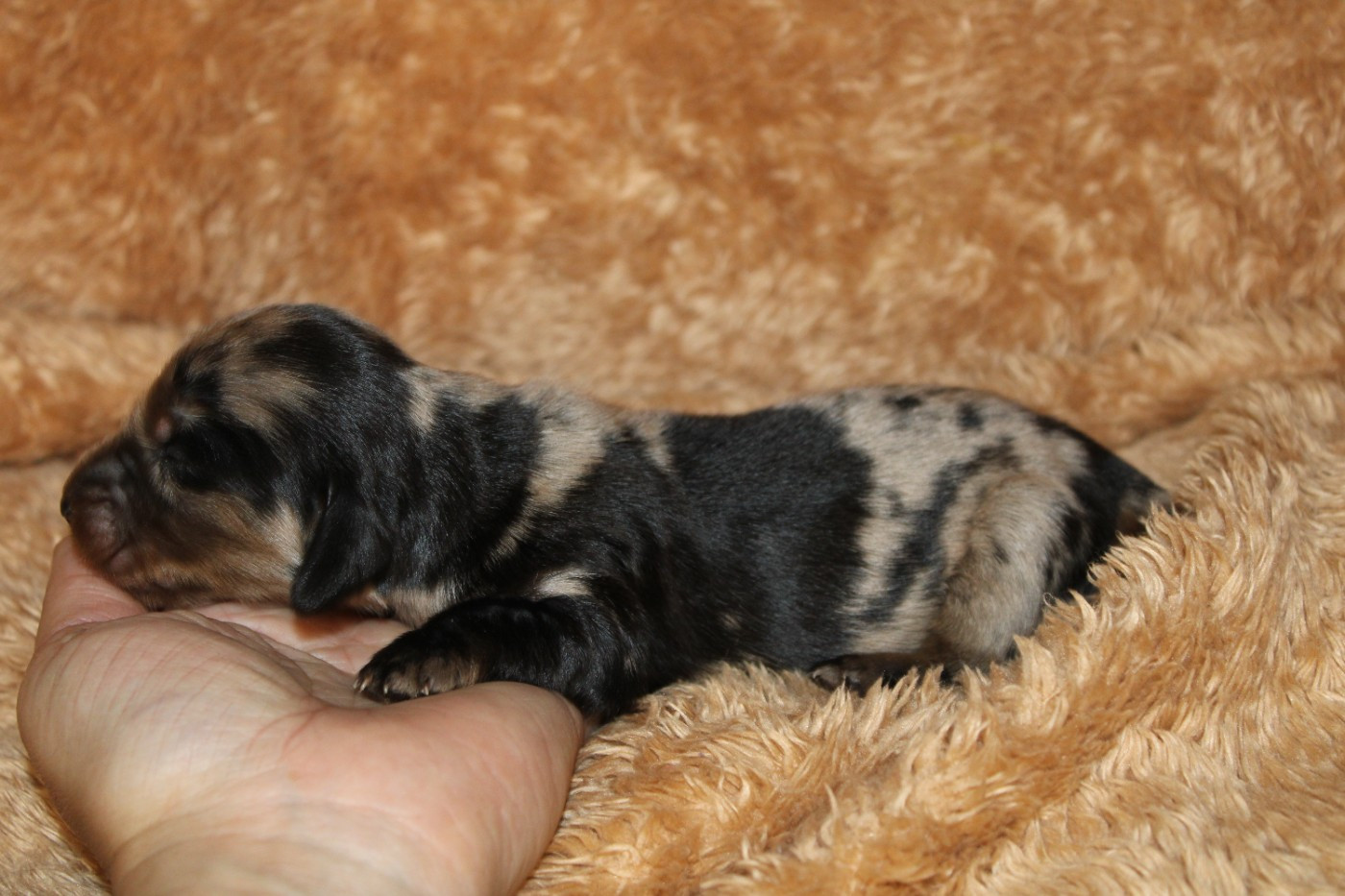 Des Narcisses Du Royaume D'egypte - Chiots disponibles - Teckel poil long