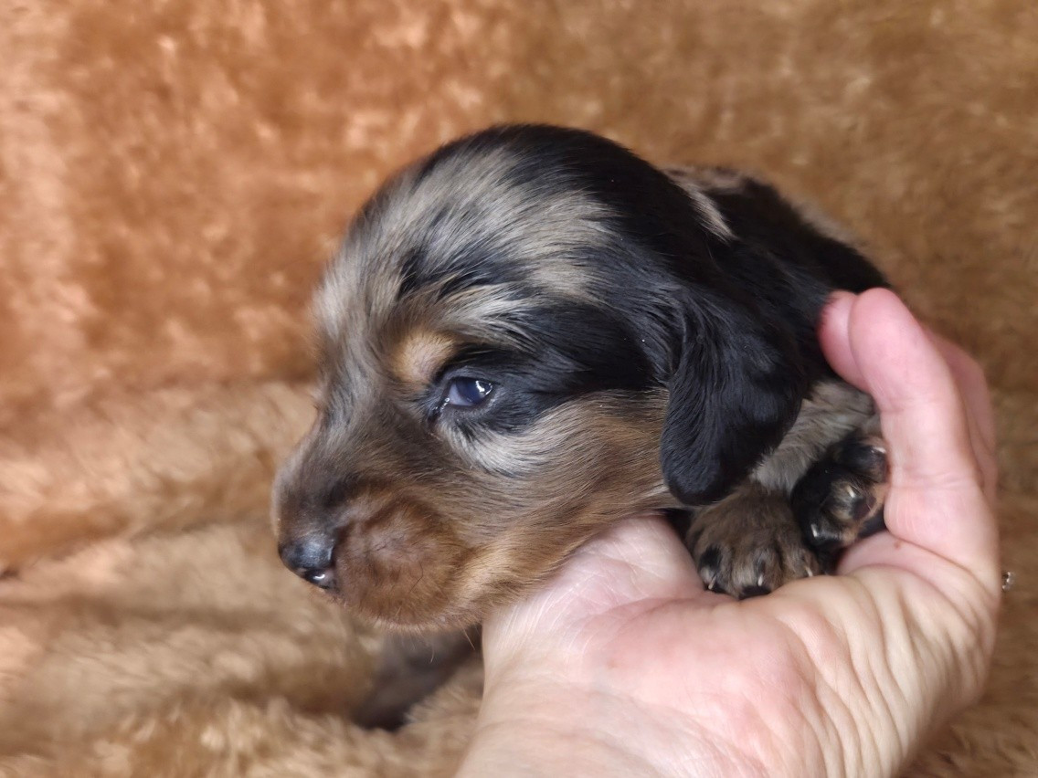 Des Narcisses Du Royaume D'egypte - Chiots disponibles - Teckel poil long