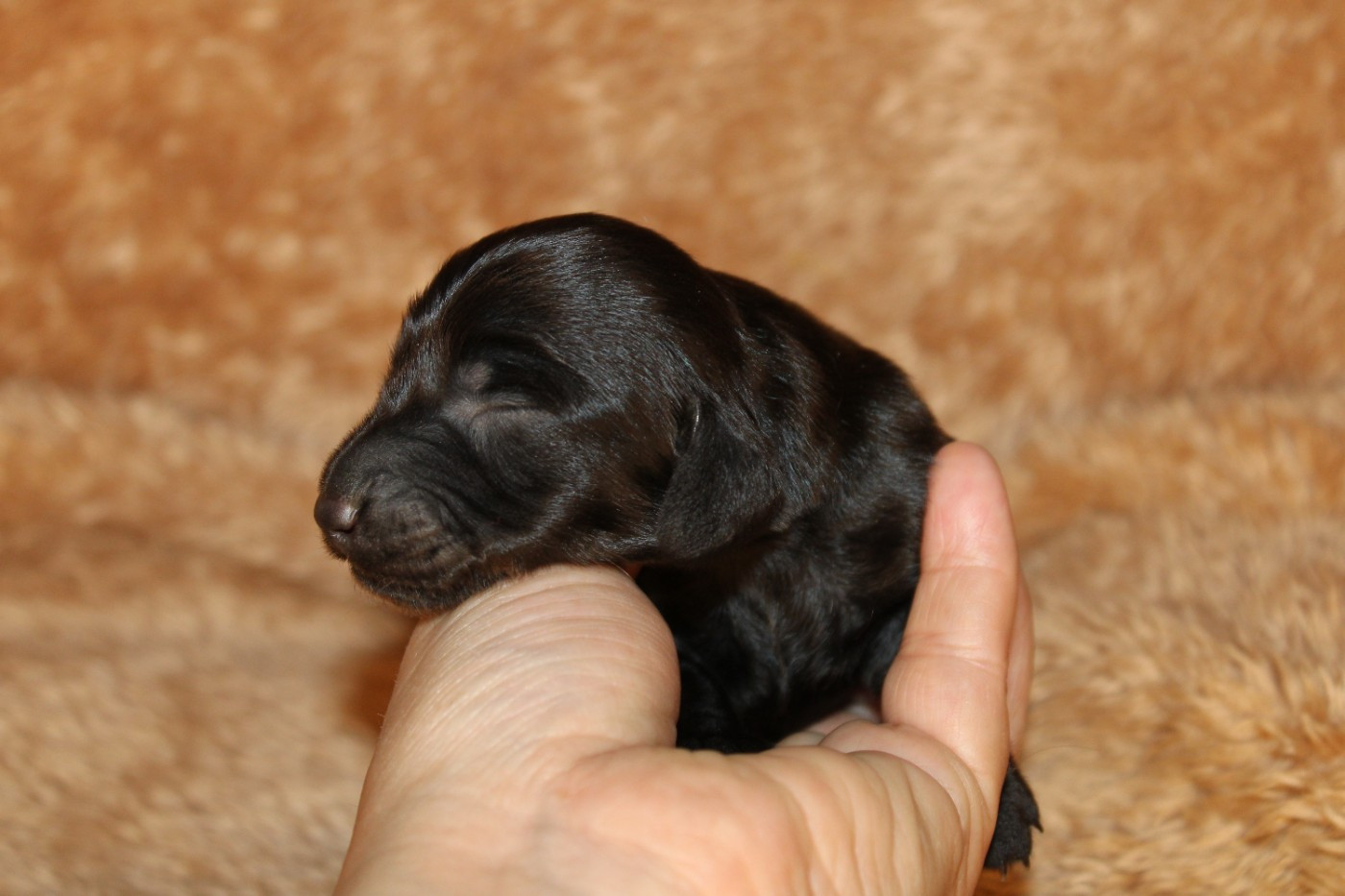 Des Narcisses Du Royaume D'egypte - Chiots disponibles - Teckel poil long