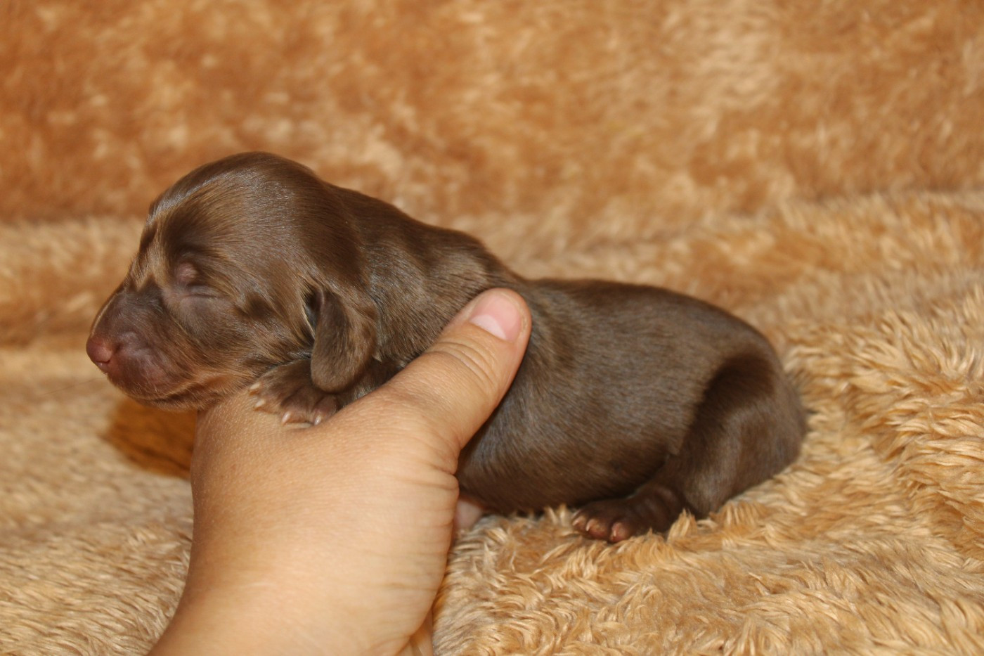 Des Narcisses Du Royaume D'egypte - Chiots disponibles - Teckel poil long