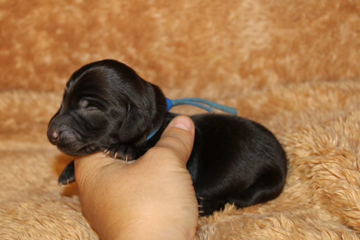 Des Narcisses Du Royaume D'egypte - Chiots disponibles - Teckel poil long