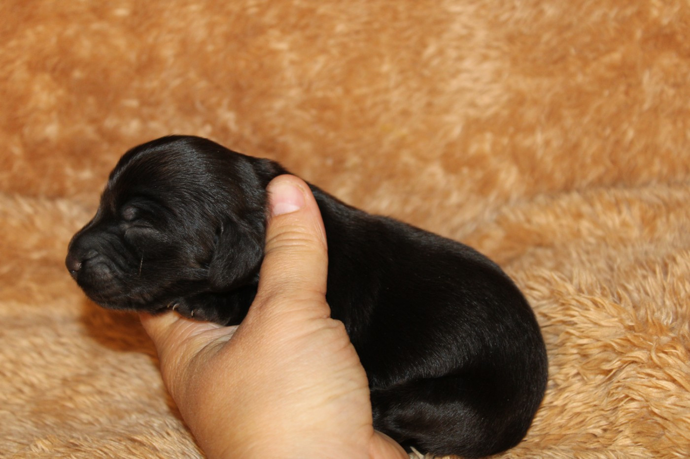 Des Narcisses Du Royaume D'egypte - Chiots disponibles - Teckel poil long