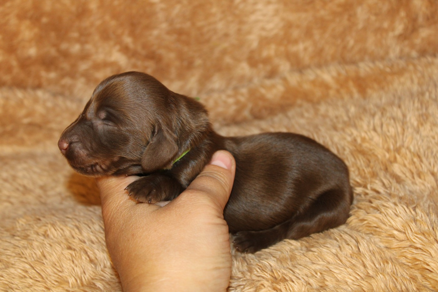 Chiot Teckel poil long Des Narcisses Du Royaume D'egypte