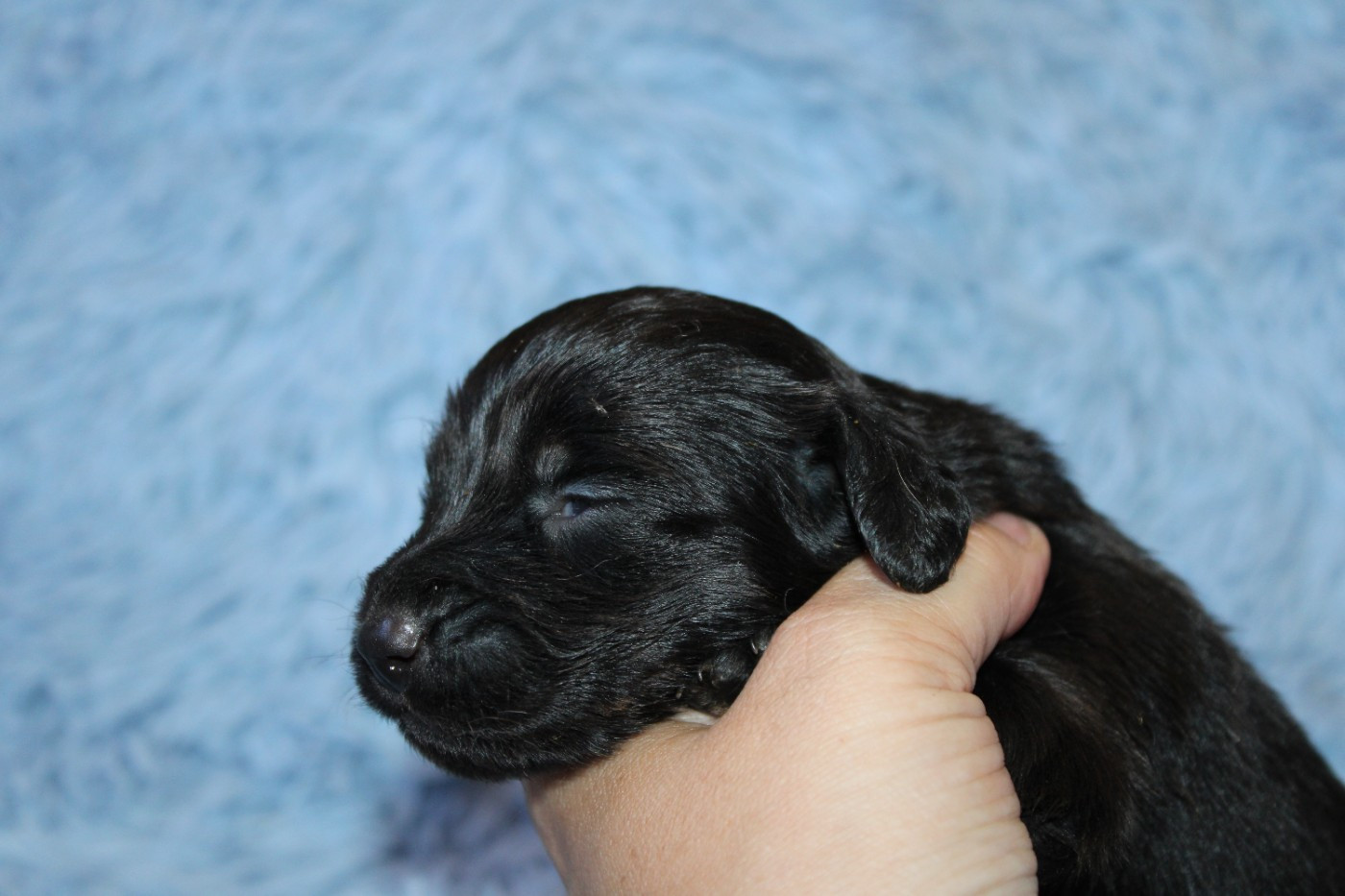 Des Narcisses Du Royaume D'egypte - Chiots disponibles - Teckel poil long
