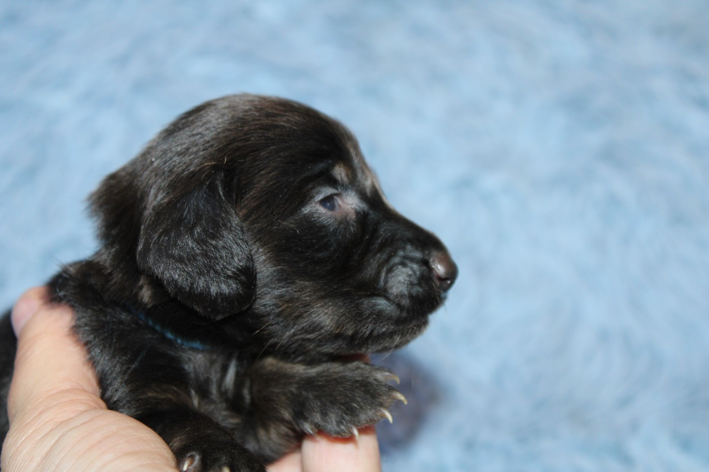 Des Narcisses Du Royaume D'egypte - Chiots disponibles - Teckel poil long