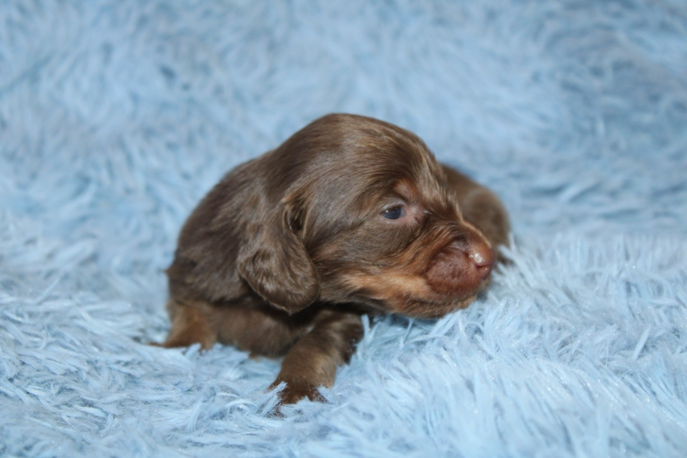 Des Narcisses Du Royaume D'egypte - Chiots disponibles - Teckel poil long